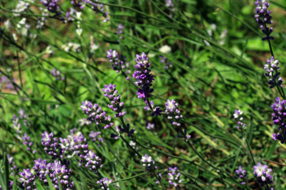 Narrow-leaved lavender (Lavandula angustifolia)