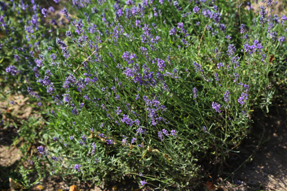 Smalbladige lavendel (Lavandula angustifolia)