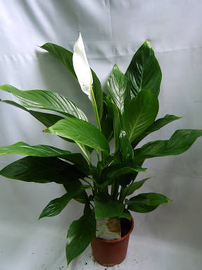Spathiphyllum de floración profusa (Spathiphyllum floribundum)