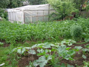 Plot with zucchini left for storage