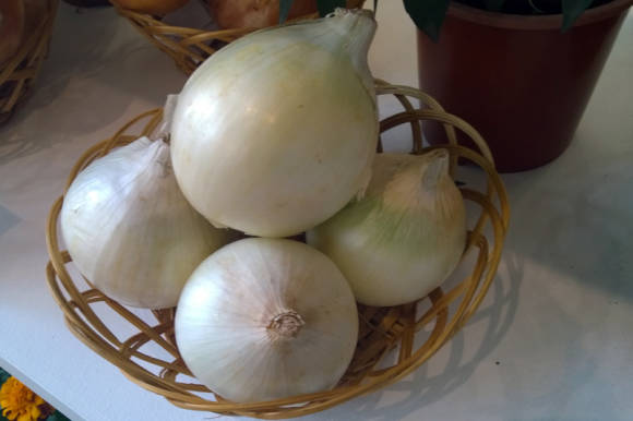 Onion Alba
