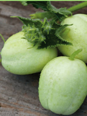 Pepino-limão: propriedades benéficas e usos na culinária