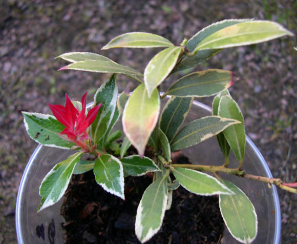 Japanese pieris (Pieris japonica) form
