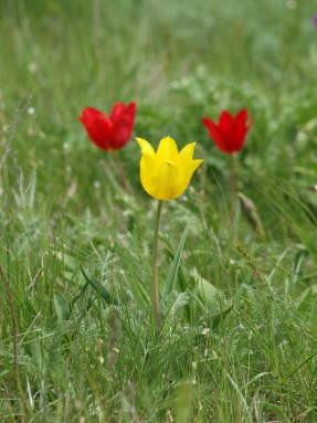 Tulipa de Schrenck (Tulipa schrenkii)