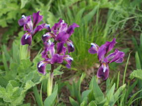 Iris enano (Iris pumila)