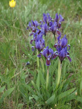 Iris enano (Iris pumila)