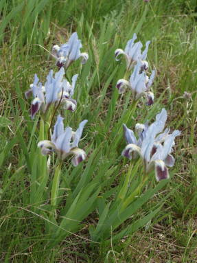 Iris anã (Iris pumila)