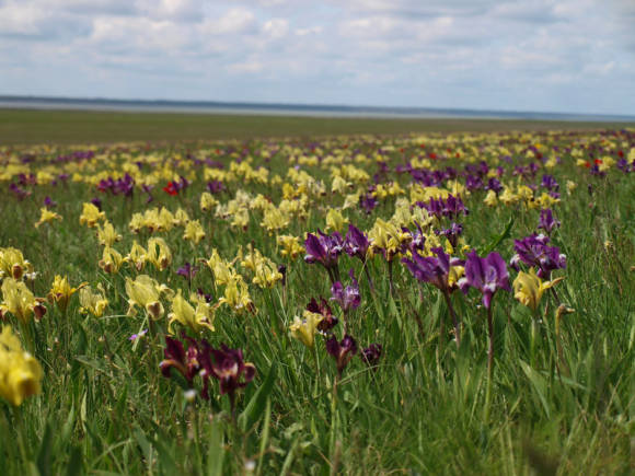 Iris anã (Iris pumila)