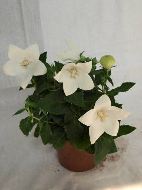 Flor ancha de flores grandes Astra White