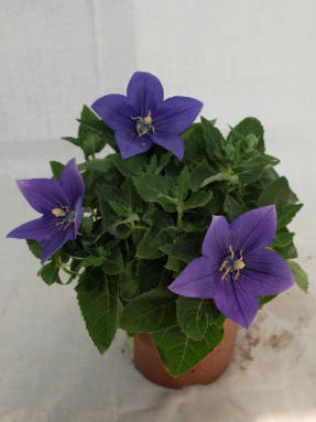 Campana de flores anchas de flores grandes Astra Blue