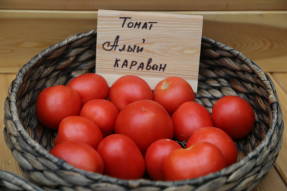Caravana de tomate escarlata