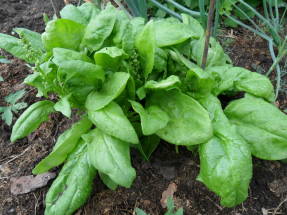 Spinach Matador in the garden
