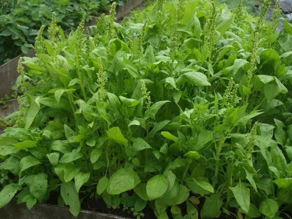 Špenátová záhrada: pestovanie, odrody