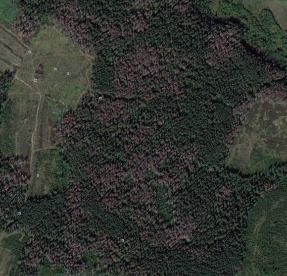 Sušenie smrekových trsov v blízkosti stanice Kryukovo (obrázok z vesmíru 9. júla 2011, Google Earth)