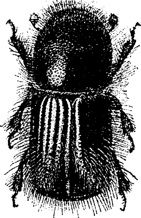 Tipógrafo de escarabajo de la corteza