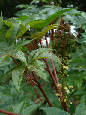Rastlina ricínového oleja (Ricinus communis)