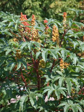 Planta de ricino (Ricinus communis)