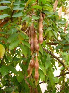 Wisteria macrostachia, fruit