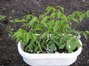 Seedlings of wisteria
