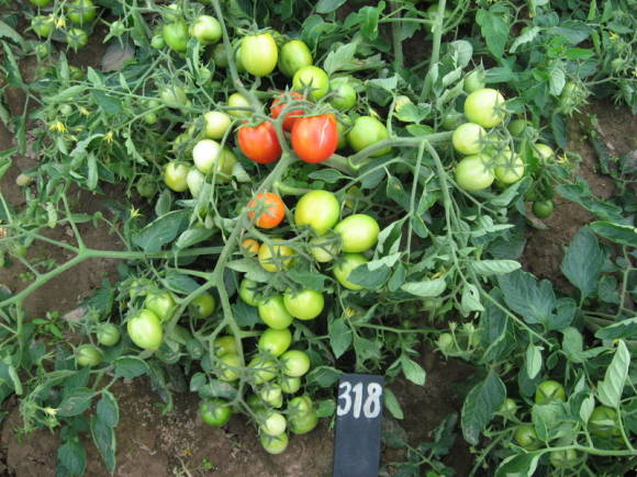Tomate subpolar (subártico)