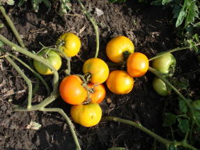 Tomate Naranja