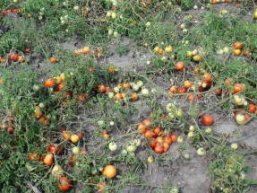 Explosión de tomate