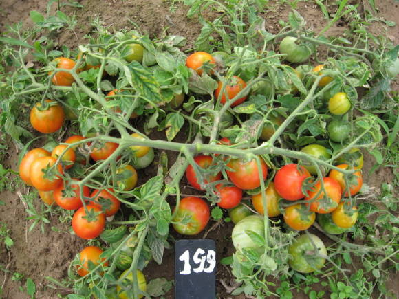 Tomates de arbusto: variedades