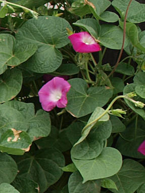 Violetti aamukirkko (Ipomoea purpurea)