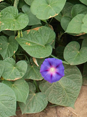 Glòria del matí morada (Ipomoea purpurea)