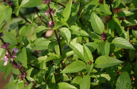 Albahaca dulce tailandesa (Ocimum basilicum var.thyrsiflora)
