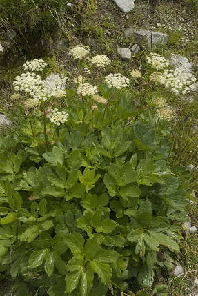 Nasturtium adorneum - mesterrot fra Alpene