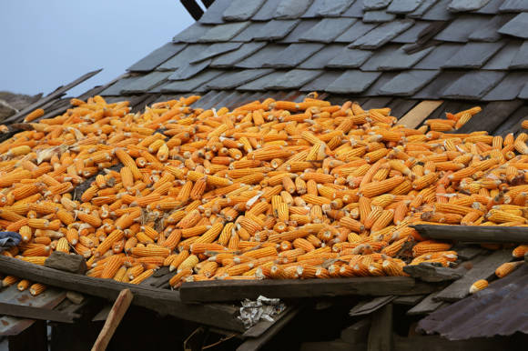 Secado de maíz en el Himalaya indio