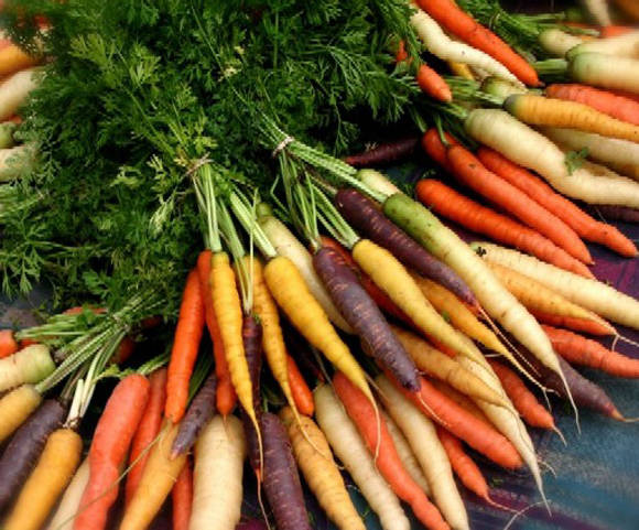 Elegir variedades de zanahorias.