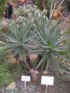 Aloe de Socotria