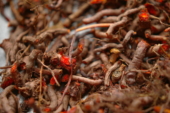 Madder dye, roots