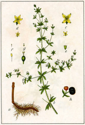 Madder (Rubia tinctorum syn. Galium rubuim)