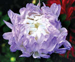 Aster annual Rime