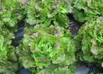 Androméda saláta