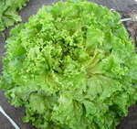 Abrek saláta