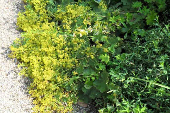 Mandzsetta sárga-zöld
