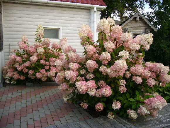 Hortensia paniculata (Hydrangea paniculata)
