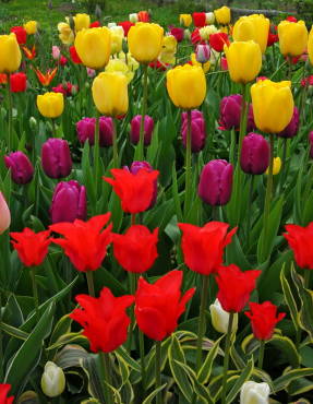 Tulipes Atilla, Gran Somriure, Foc d'Amor