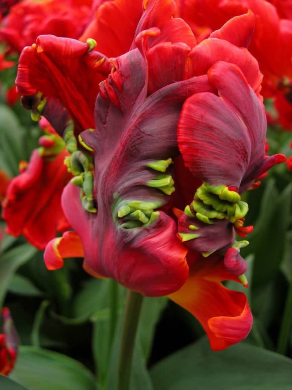 Tulipán rokokó