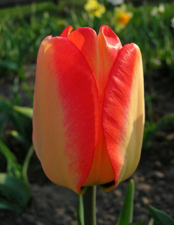 Americký sen tulipánov