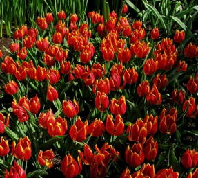 Schrenkii tulipán