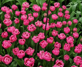 Dvojitý tulipánový sen