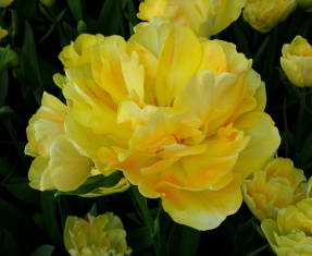 Dama encantadora tulipa