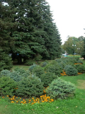 Conifers for central Russia