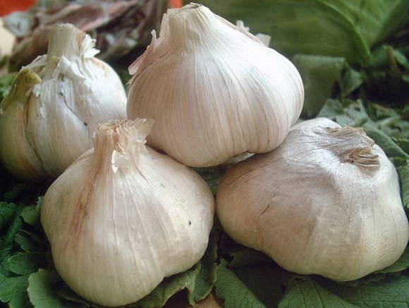Spring garlic Ershovsky