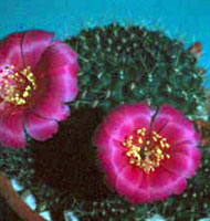Rebutia Violaciflora